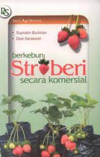 Berkebun stroberi secara komersial